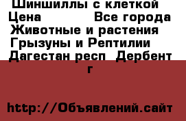 Шиншиллы с клеткой › Цена ­ 8 000 - Все города Животные и растения » Грызуны и Рептилии   . Дагестан респ.,Дербент г.